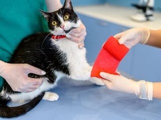 chat fracture
